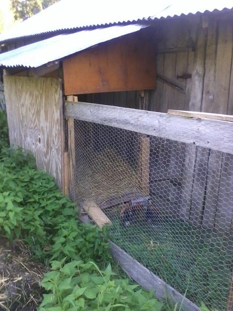A shelter and an outdoor cage