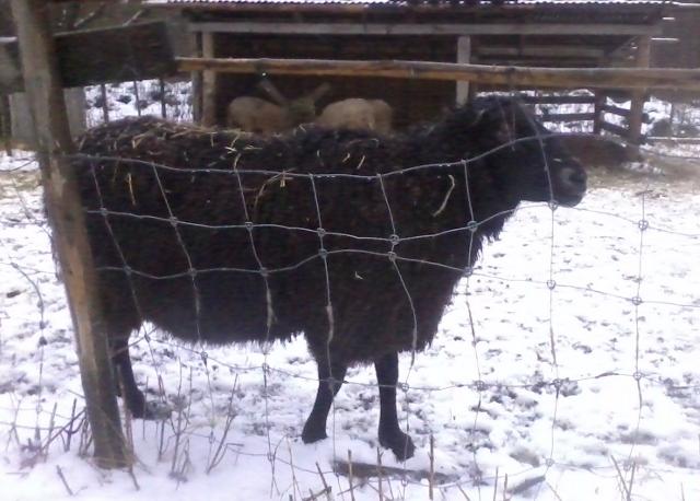 Pekka the Ram guarding his harem