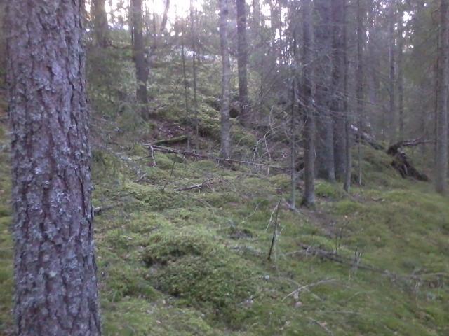 in the forest