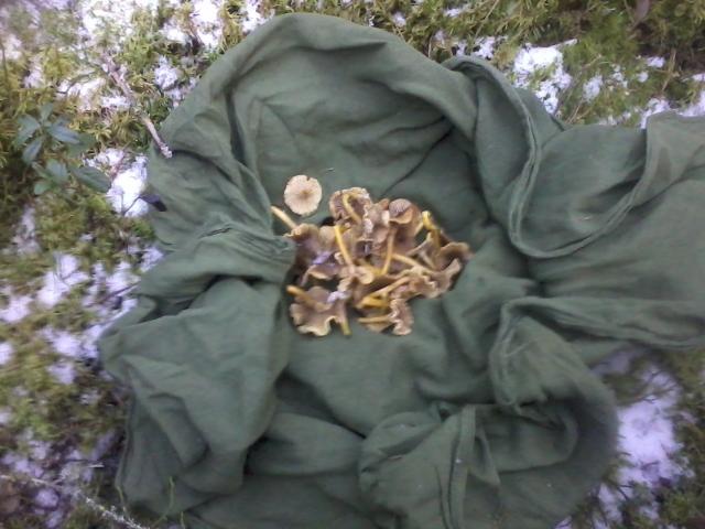 naturally frozen Yellowfoot-mushroom
