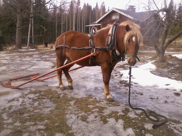 Such a wise horse!