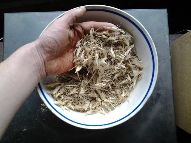 Now this needs to be cleaned of chaff
