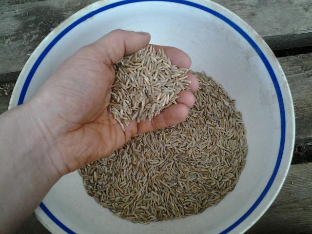 Rye grain