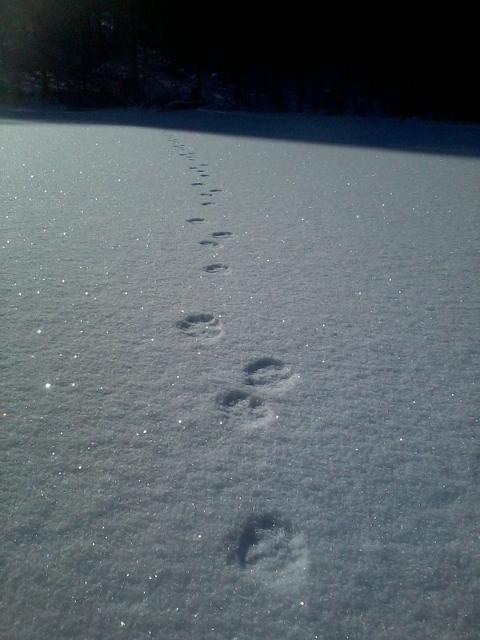 Hare tracks crossing the Takalahti bay