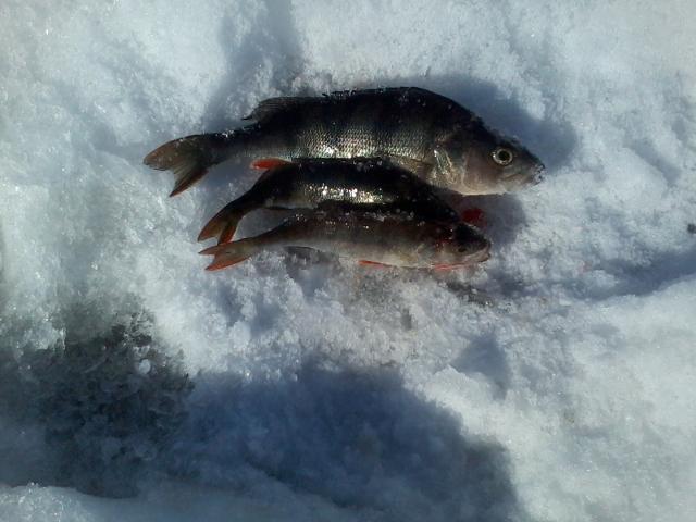 The total catch of the day