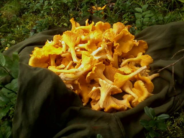 Harvested chanterelles