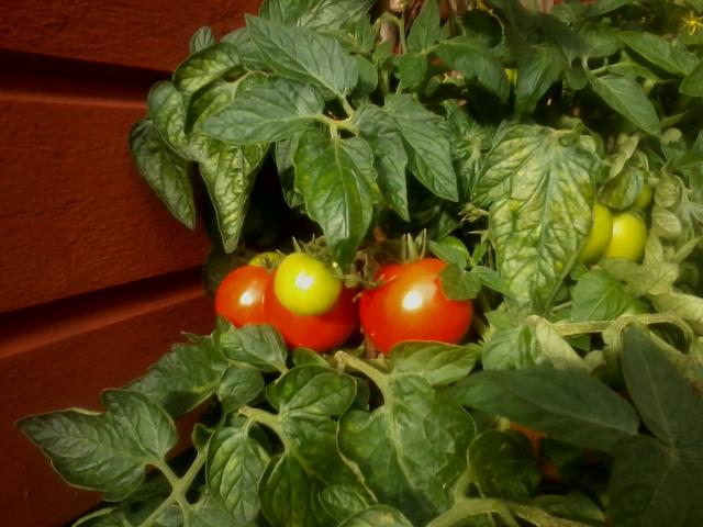 Tomatoes ripening