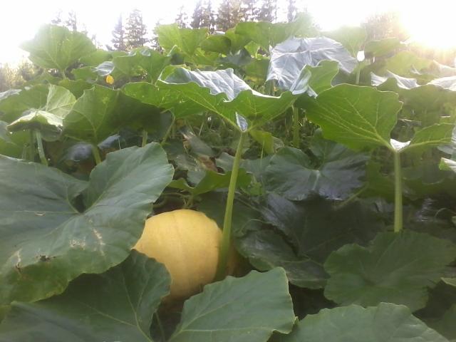 A pumpkin