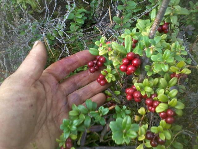 Lingonberries