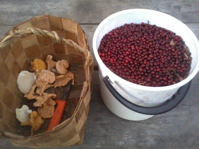 The harvest of the day