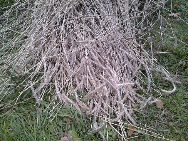 A heap of rye