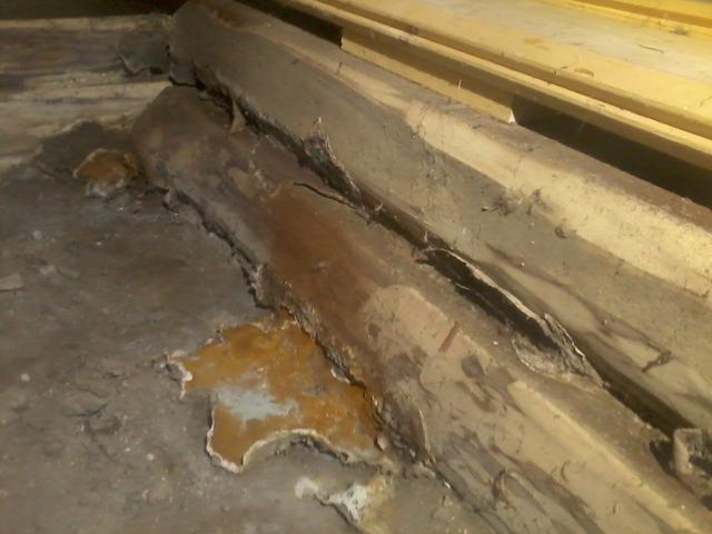 Fruit bodies of the rot fungi