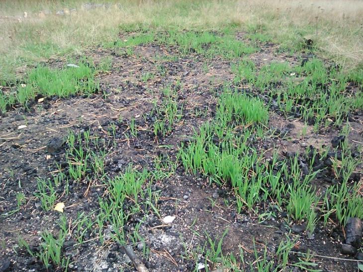Rye sprouts